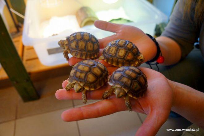 Wielkie liczenie zwierząt we wrocławskim zoo. Zgadniecie, ile dokładnie w naszym ogrodzie jest osobników?