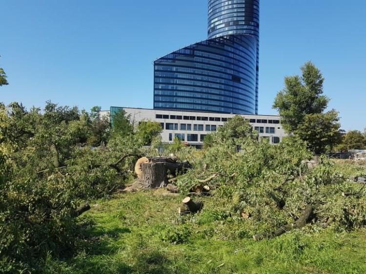 Los drzew podczas nowych inwestycji. Wrocławska grupa „Drzewa w mieście” stworzyła raport z rekomendacjami