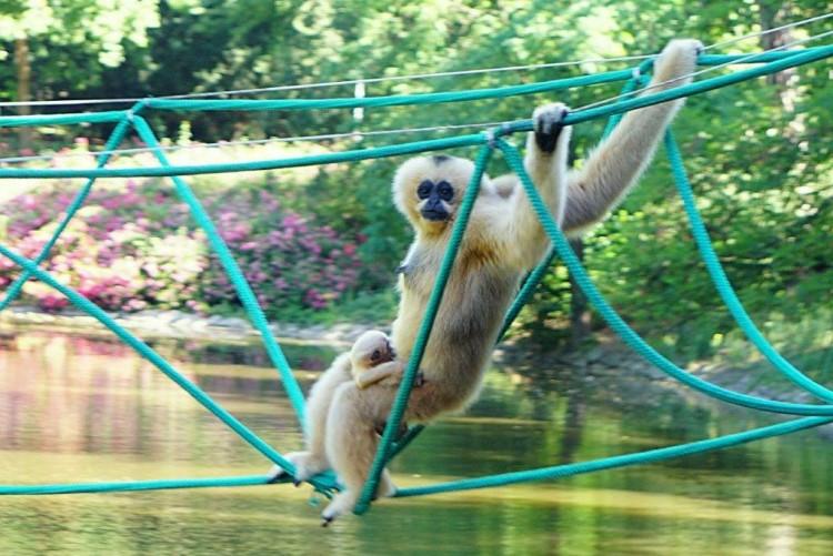 Sensacja we wrocławskim zoo! Na świat przyszedł gibon [ZDJĘCIA, WIDEO]