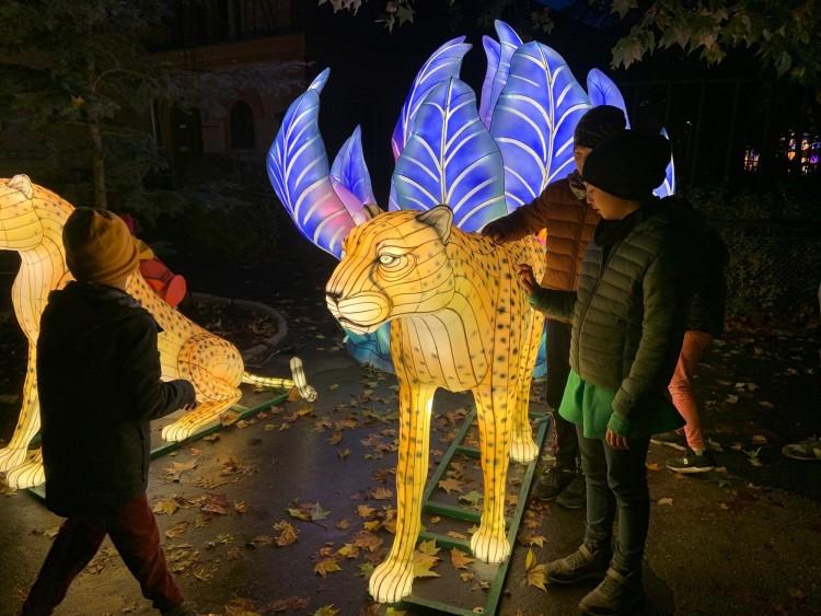 Wrocław: Ogród świateł w ZOO. Zapiera dech, ale musisz mieć osobny bilet