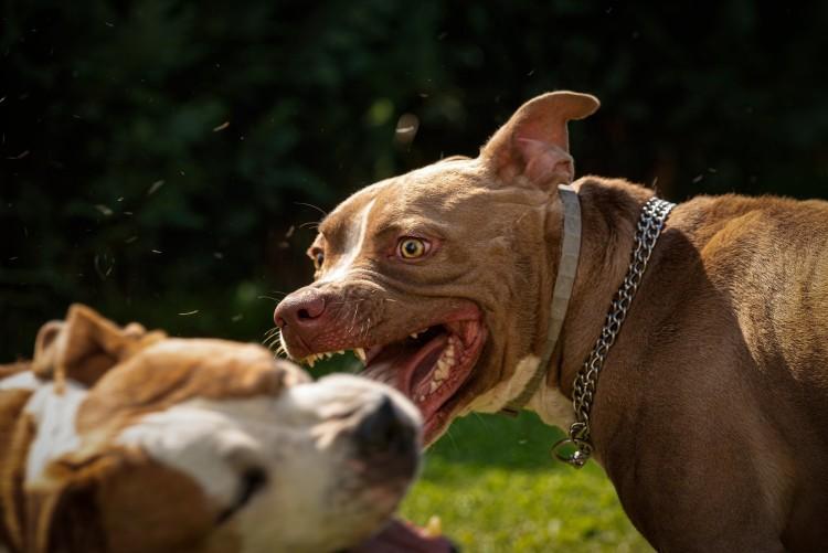 Koszmar we Wrocławiu. Amstaff zagryzł yorka na oczach małej dziewczynki