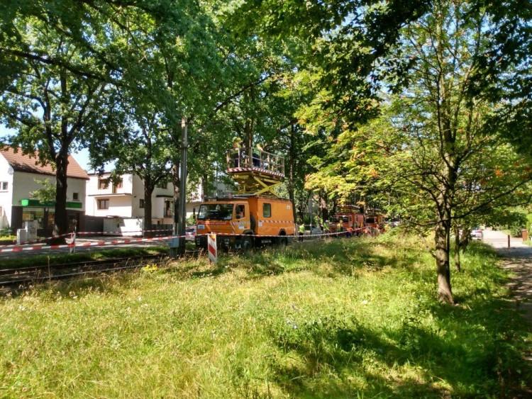 Remont torowiska na Biskupin wstrzymany. Inwestycję komplikują dęby [ZDJĘCIA]
