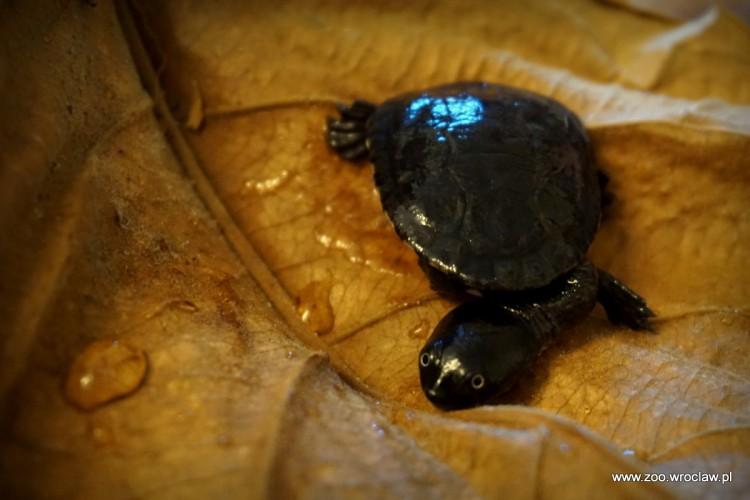 Kolejny sukces wrocławskiego zoo. Wykluły się jedne z najrzadszych żółwi na świecie [ZDJĘCIA]