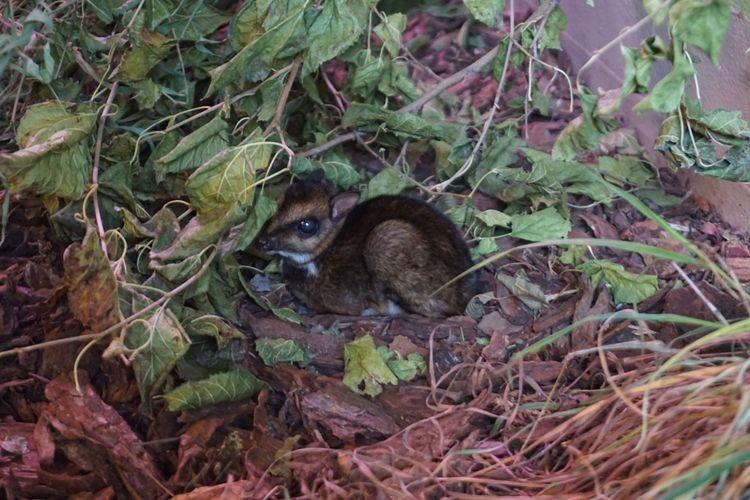 Sensacja! W zoo nagrano narodziny myszojelenia. „To milowy krok” [ZDJĘCIA, WIDEO]