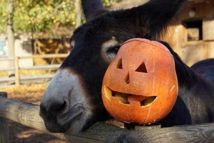 Zwierzęcy halloween we wrocławskim ogrodzie zoologicznym [ZDJĘCIA, WIDEO]