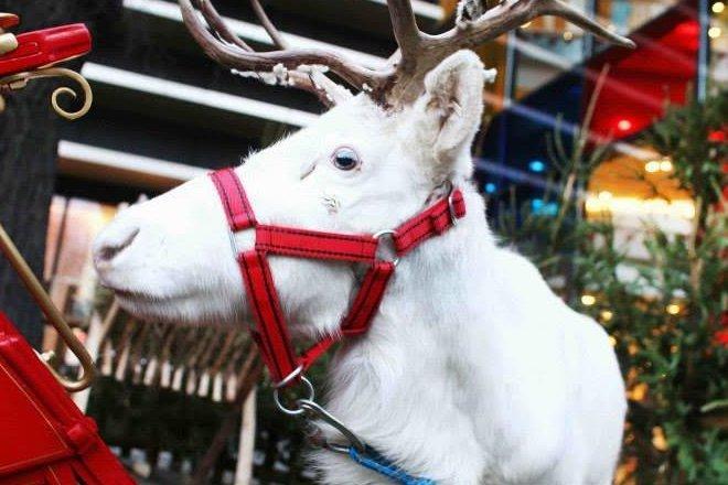 Prawdziwe renifery w centrum Wrocławia. Można sobie zrobić z nimi zdjęcie, dotknąć i nakarmić