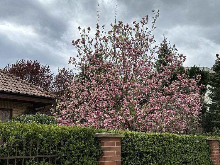 Jak tu pięknie! Jak tu pachnie! We Wrocławiu zjawiskowo zakwitły magnolie