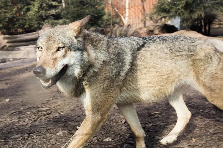 Nowa inwestycja we wrocławskim ZOO - wybieg dla wilków [ZDJĘCIA, WIZUALIZACJE]