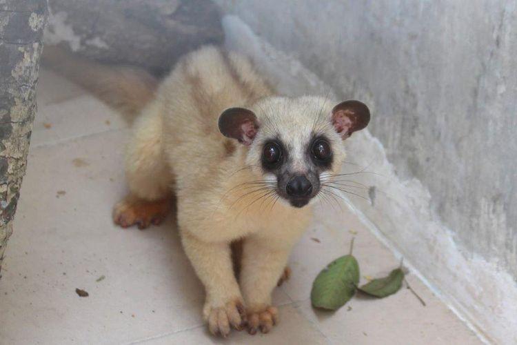Sensacyjne narodziny. Wrocławskie zoo ratuje zagrożony gatunek [ZDJĘCIA]