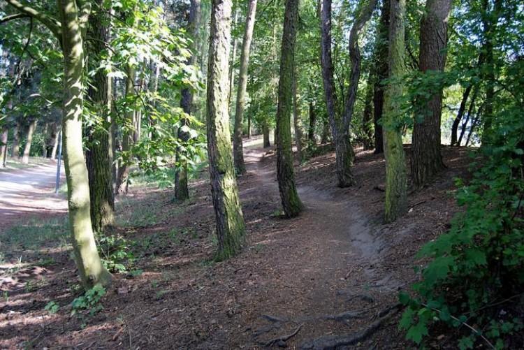 „WROśnij we WROcław”: zasadź drzewo dla nowo narodzonego dziecka! [ZAPISY]