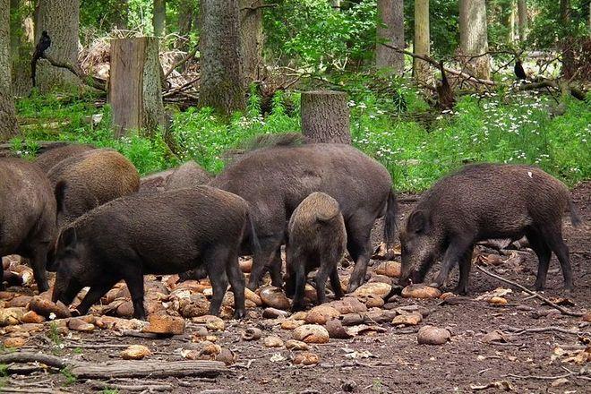 Wielka obława na dziki na cmentarzu Osobowickim. 4 zastrzelono, 4 złapano, 2 uciekły