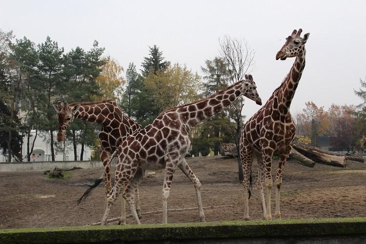 Nowa mieszkanka wrocławskiego zoo - mała żyrafka siatkowana [ZDJĘCIA]