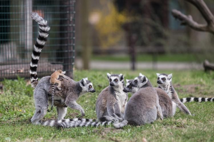 Sześcioro małych „królów Julianów” przyszło na świat we wrocławskim zoo [DUŻO ZDJĘĆ]
