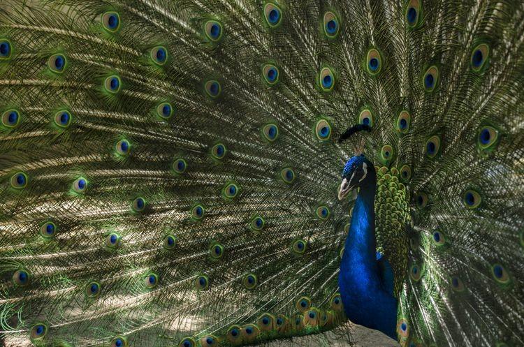 Prezes zoo o miłości, randkowaniu i zazdrości wśród zwierząt [WYWIAD, ZDJĘCIA]