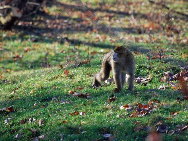 Magoty we wrocławskim ZOO