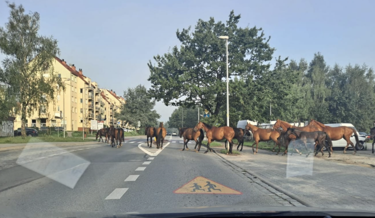 Konie swobodnie biegały po Stabłowicach. Uciekły ze stadniny