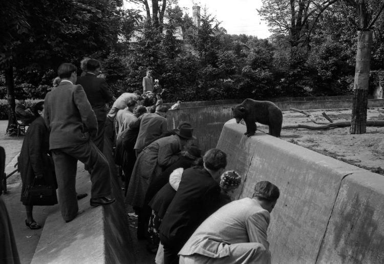 Wrocławskie zoo świętuje 155 urodziny! [ZDJĘCIA, WIDEO]