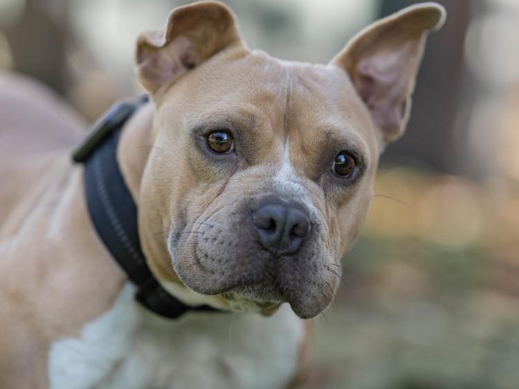 Wrocław: Suczka wróciła z adopcji, bo szczekała. Znów szuka domu