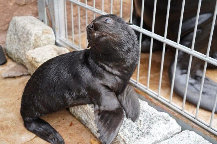 Zoo Wrocław: Słodki maluch coraz częściej pokazuje się publiczności