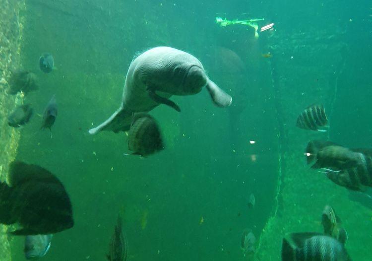 Kolejne narodziny i sukces zoo. Wrocławski ogród zoologiczny liderem w Europie [ZDJĘCIA]