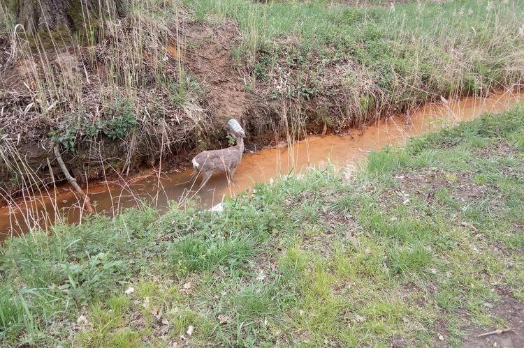 Szczęśliwy finał poszukiwań sarny z plastikową butelką na głowie [ZDJĘCIA]
