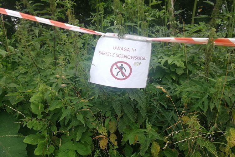 Barszcz Sosnowskiego we Wrocławiu. Straż miejska ostrzega przed rośliną [ZDJĘCIA]