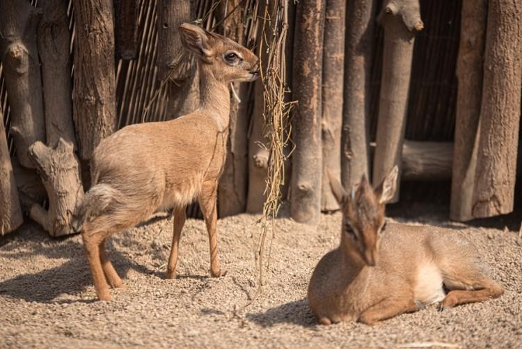 Wiosna na całego! W zoo urodziły się małe lemury, jeżozwierze, muflony i inne zwierzaki [ZDJĘCIA]