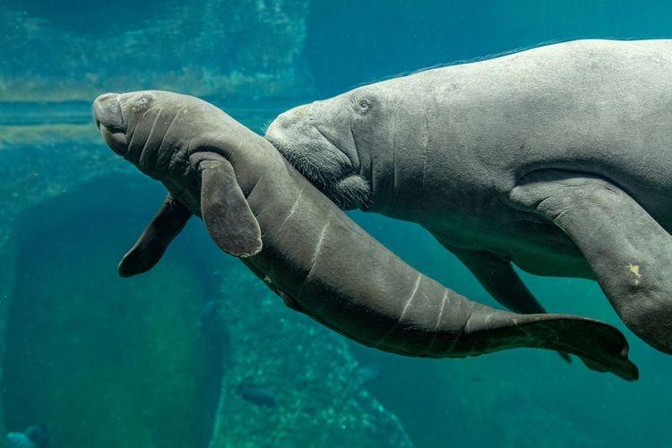 Sensacyjne narodziny w zoo! Na świat przyszedł przedstawiciel zagrożonego gatunku