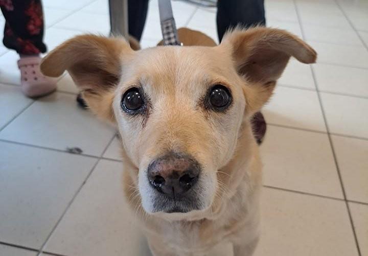 Psy i koty do adopcji we Wrocławiu. Te zwierzęta czekają na nowy dom, poznaj ich historie