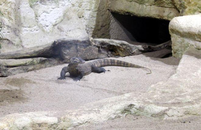 Smoki Indonezji we wrocławskim ZOO