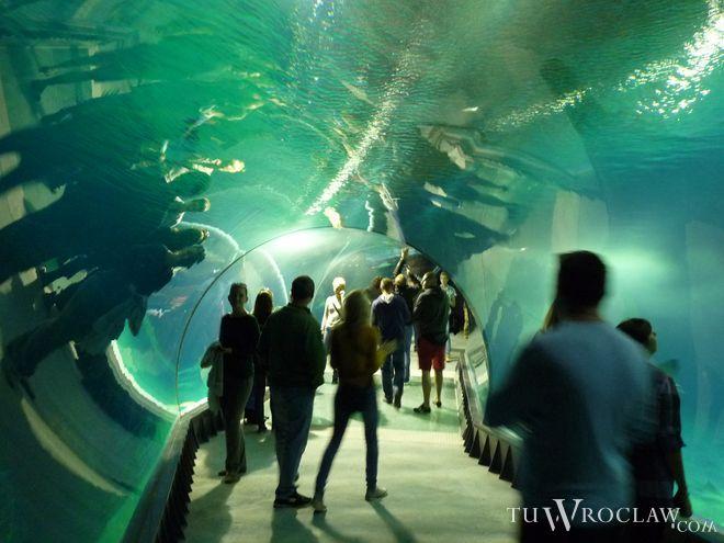 Już w niedzielę wielkie otwarcie Afrykarium. Sprawdź wszystkie szczegóły nowego obiektu w ZOO