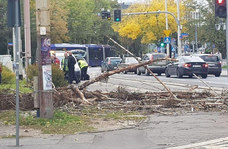 Drzewo na sieci trakcyjnej. Torowisko było zablokowane [ZDJĘCIA]