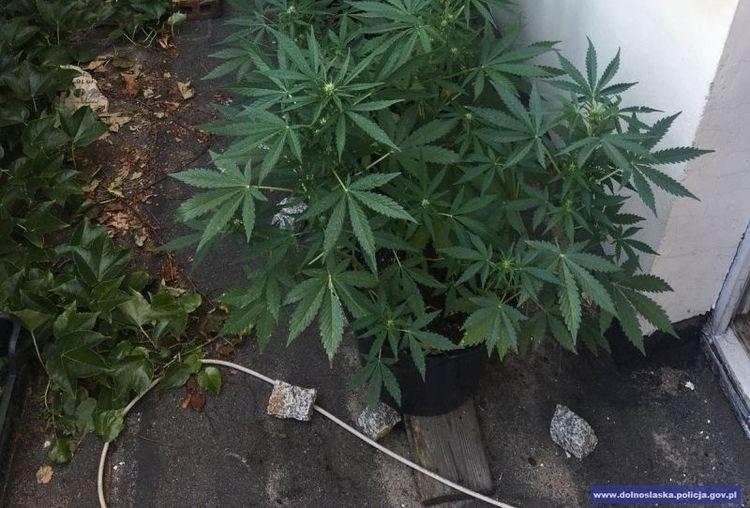 Policjanci zlikwidowali plantację konopi i zatrzymali dwóch podejrzanych