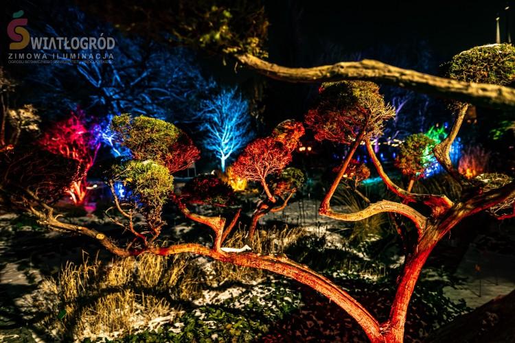 Iluminacje w Ogrodzie Botanicznym we Wrocławiu. Bajkowo i magiczne, a do tego z akcentem charytatywnym