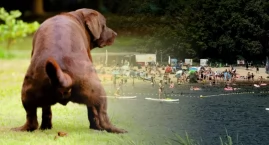 Zapłaciłam za psa na plaży, a oni kazali mi sprzątać jego kupę! [LIST DO REDAKCJI]