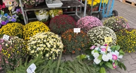 Ludzie masowo rezerwują chryzantemy pod Wrocławiem. Od plantatora bardziej się opłaca