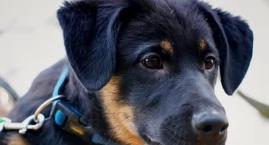 Ludzie nie chcą adoptować czarnych psów. 