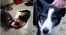Horror za drzwiami gospodarstwa. Były myśliwy doprowadził Maszę do stanu agonalnego