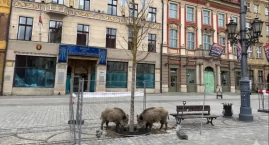 Dziki wtargnęły na wrocławski Rynek. Pomyliły go z lasem!