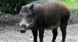 Dzik w mieście to wyrok. Dlaczego odłowionych zwierząt nie można wywieźć z Wrocławia?