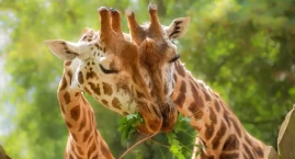 Zdradzamy kulisy zwierzęcego Tindera w zoo we Wrocławiu