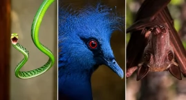 Najdziwniejsze zwierzęta we wrocławskim zoo. Natura &hellip;