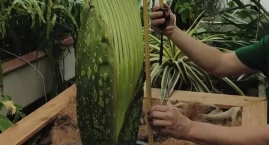 Dwa razy więcej gości w Ogrodzie Botanicznym. Gdy dz&hellip;