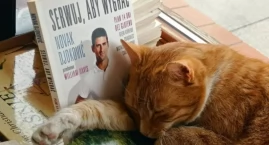 Kocia dynastia wśród starych ksiąg. Na witrynie wroc&hellip;