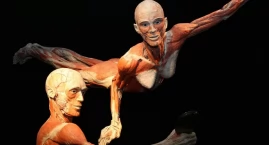 BODY WORLDS we Wrocławiu – fascynująca wystawa o życ&hellip;