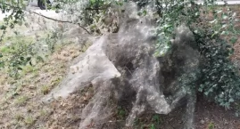 Krzew jak z horroru. Ludzie zatrzymują się i robią zdjęcia