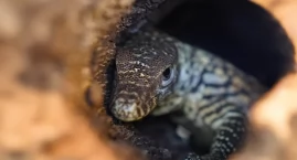 W zoo przyszła na świat największa jaszczurka, jaką &hellip;