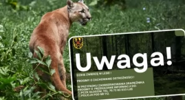 Alarm na Dolnym Śląsku. W lesie grasuje puma?
