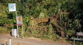Drzewo runęło na trakcję tramwajową. Utrudnienia do &hellip;