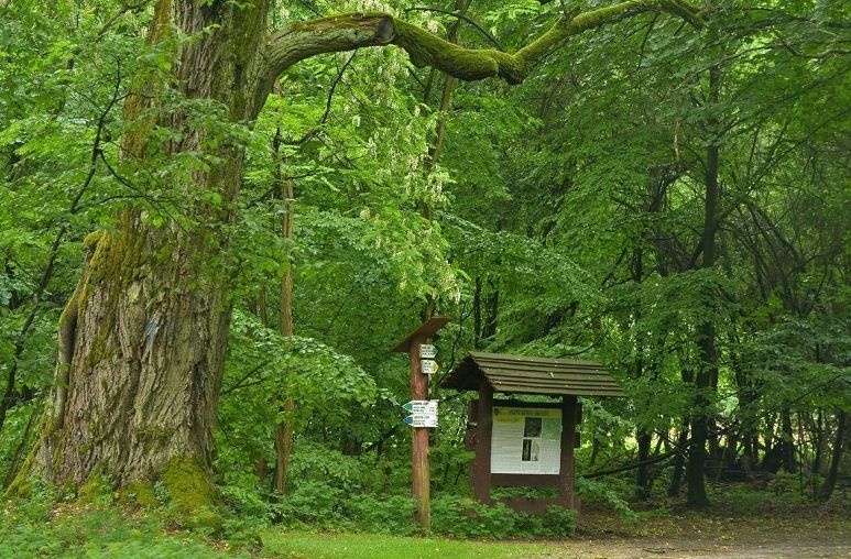 Kampinoski Park Narodowy obchodzi 65-lecie istnienia